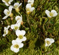 Cardamine reptans growing in a damp seepage on the summit of the Old Man Range, Otago.
 Image: Peter Heenan © Landcare Research 2019 CC BY 3.0 NZ